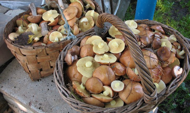 Перед маринованием маслята нужно варить