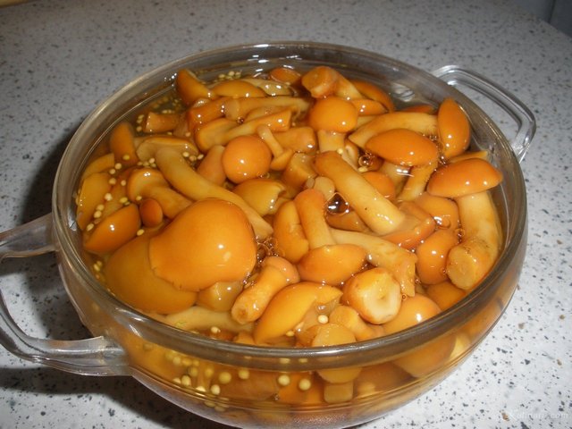 Засолка маслят