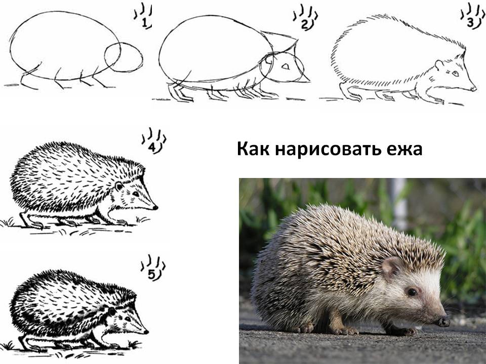 Как нарисовать ежа