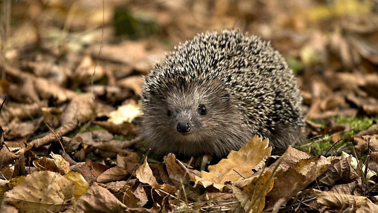 Евразийский еж