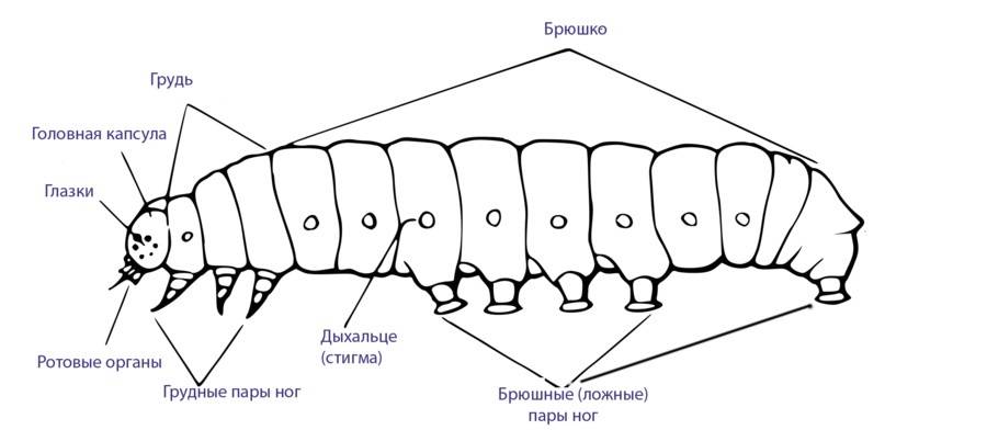 Строение тела гусеницы