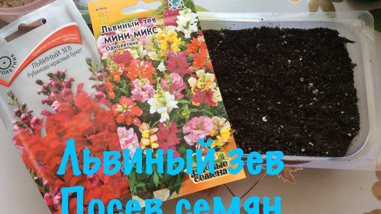 Грунтдля посева семян львиного зева