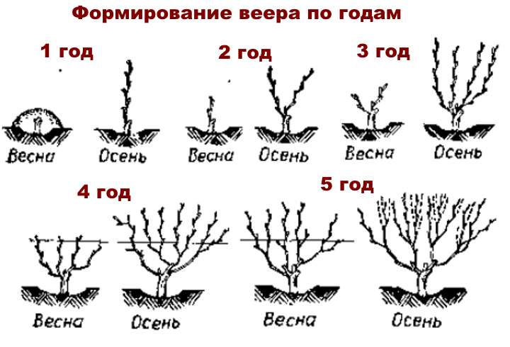 Веерное формирование