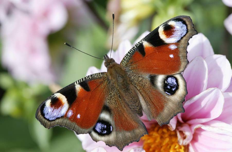 Бабочка шипастика aglais urticae