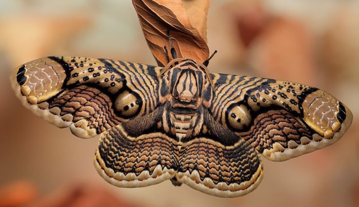 Брамеи