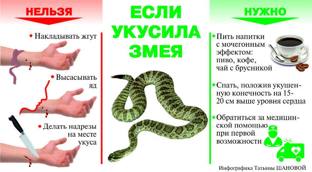 Помощь при укусе гадюки