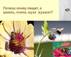 Кто чаще взмахивает крылышками при полете: муха или комар?