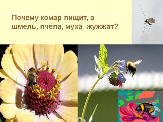 Кто чаще взмахивает крылышками при полете: муха или комар?