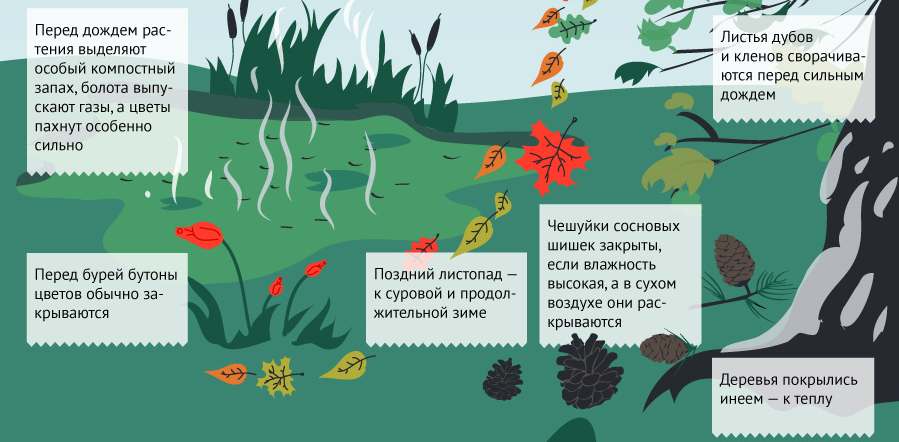 Методы прогнозирования погоды: наблюдения за деревьями