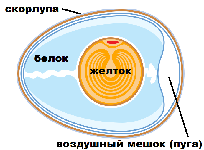 Строение яйца