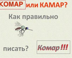Как правильно пишется слово «КОМАР»?