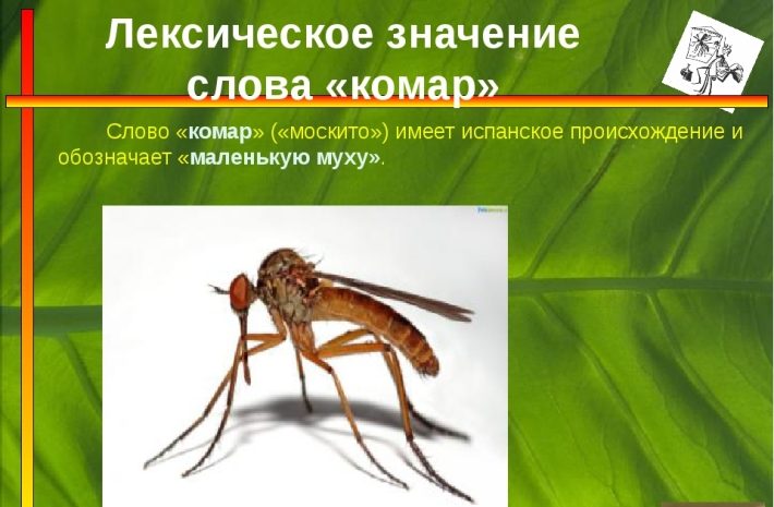 Правильно нужно писать слово «комар»