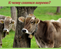 К чему снится корова — рыжая, черная, белая, красная: толкование разных сонников