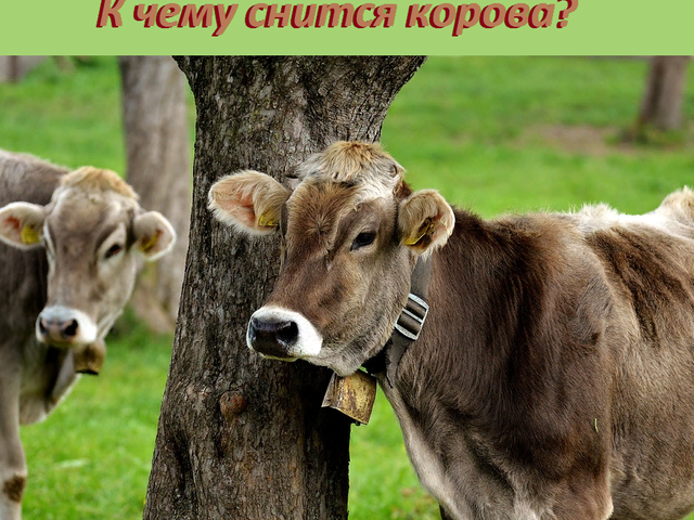 К чему снится корова — рыжая, черная, белая, красная: толкование разных сонников