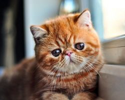100 интересных, удивительных и забавных фактов о кошках со всего мира