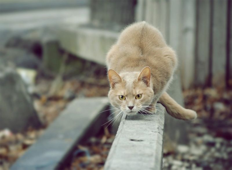 Интересно о кошках