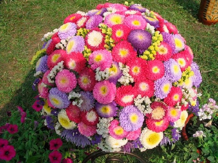 Клумба из астр