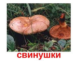 Как правильно обрабатывать, варить и жарить свинушки: лучшие рецепты грибных блюд, грибная икра, грибной суп со свинушками в мультиварке, духовке, на плите, сковороде