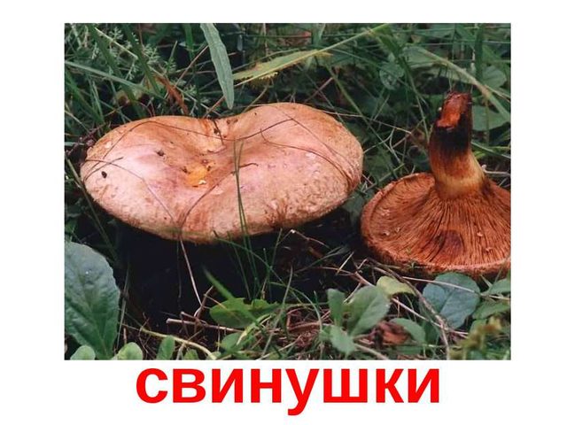 Как правильно обрабатывать, варить и жарить свинушки: лучшие рецепты грибных блюд, грибная икра, грибной суп со свинушками в мультиварке, духовке, на плите, сковороде