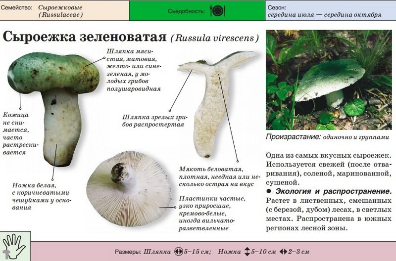 Зеленоватая