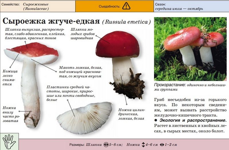 Существуют ложные сыроежки