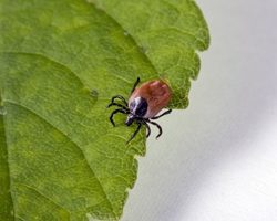 Укусы клещей: симптомы, отзывы, советы, профилактика, что можно и нельзя делать, как и чем извлечь клеща быстро и безопасно, что делать потом, как выявить заражение? Как лечить заболевания, вызванные укусом клеща: клещевой энцефалит, боррелиоз?