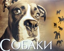 Все породы собак с фотографиями и названиями: фото, краткое описание характера