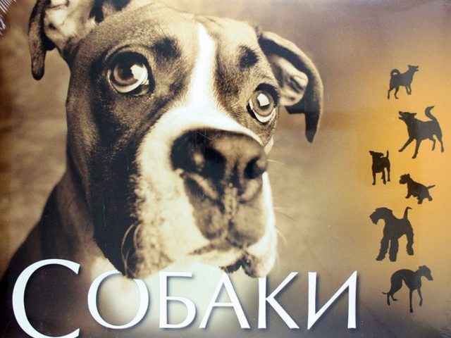 Все породы собак с фотографиями и названиями: фото, краткое описание характера