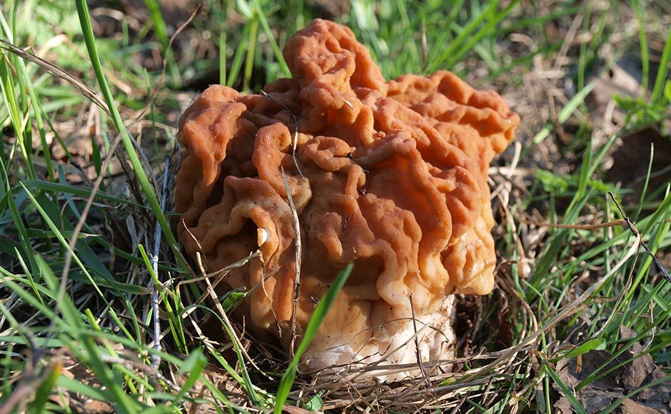 Гигантский
