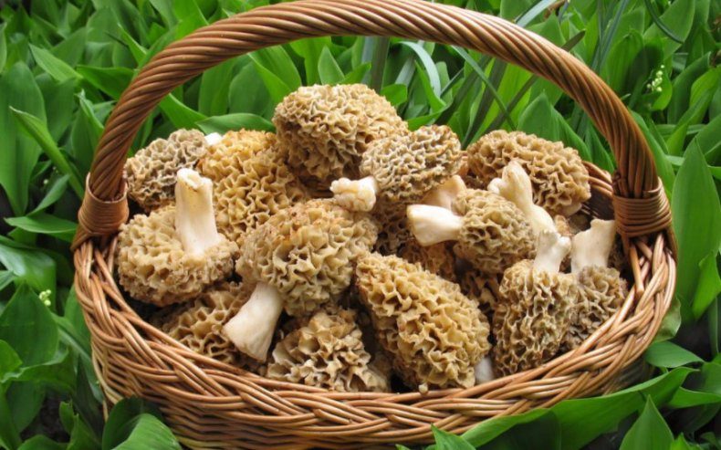 Сморчки