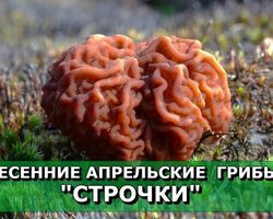 Грибы строчки: разновидности, съедобные или нет, когда появляются, описание, фото, польза и вред, рецепты настоек для наружного применения. Может ли быть отравление грибами строчками?