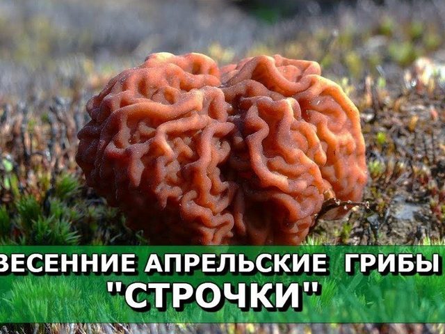Грибы строчки: разновидности, съедобные или нет, когда появляются, описание, фото, польза и вред, рецепты настоек для наружного применения. Может ли быть отравление грибами строчками?