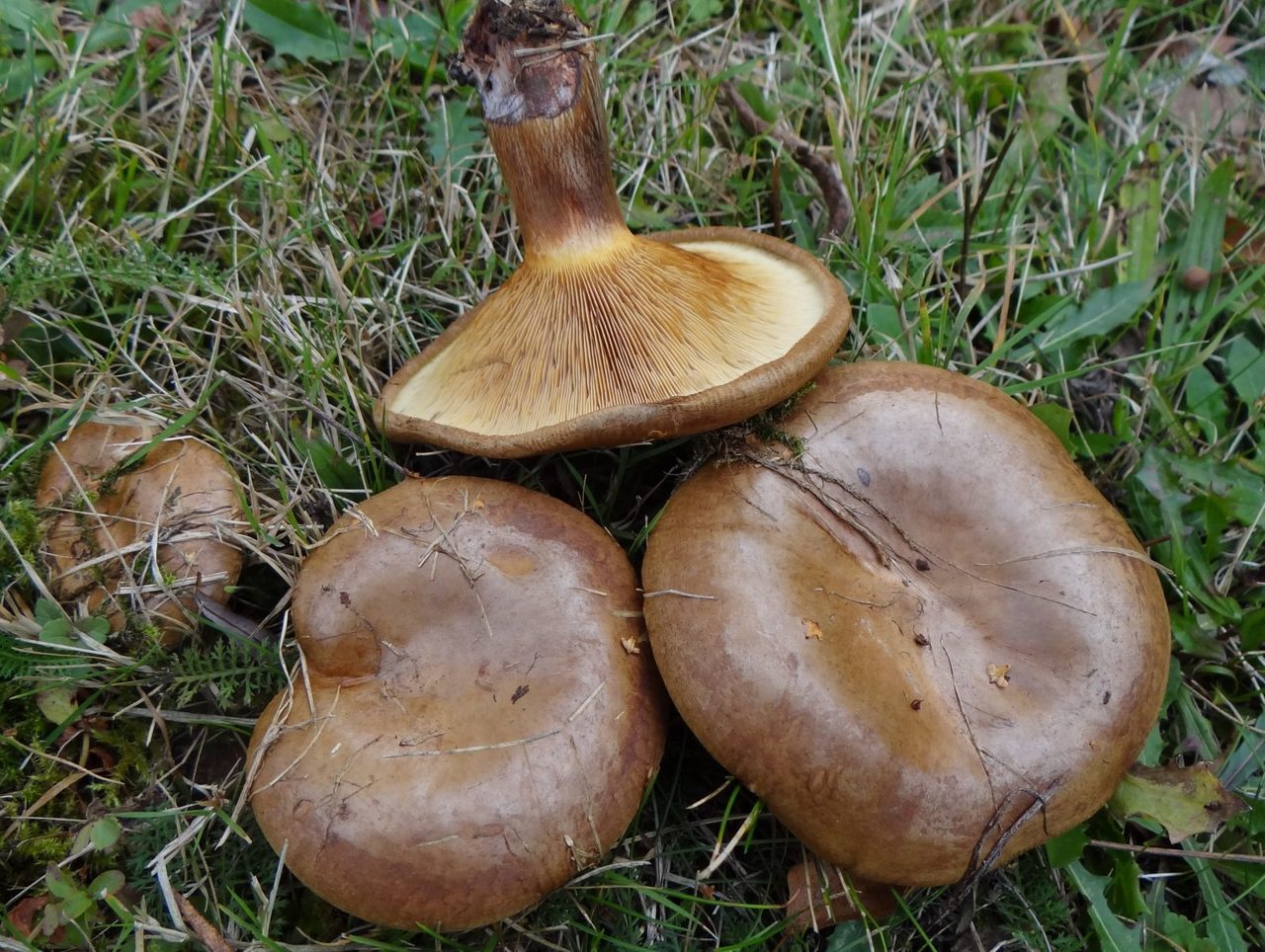Дуньки (свинушки, коровья губа)