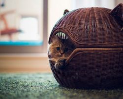 Как сделать красивый домик для кошки своими руками, с комплексом для игр из подручных материалов — картона, коробки, старой одежды, фанеры, дерева: идеи, мастер-классы, описание, фото, схемы, выкройки, видео, советы по обустройству и выбору вида домика для кошки