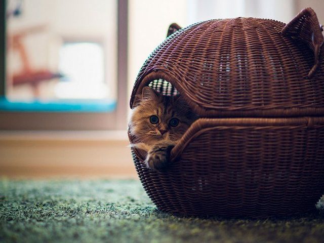 Как сделать красивый домик для кошки своими руками, с комплексом для игр из подручных материалов — картона, коробки, старой одежды, фанеры, дерева: идеи, мастер-классы, описание, фото, схемы, выкройки, видео, советы по обустройству и выбору вида домика для кошки