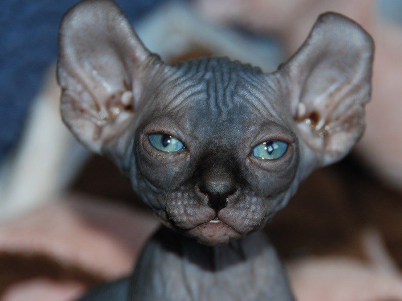 Кот без усов