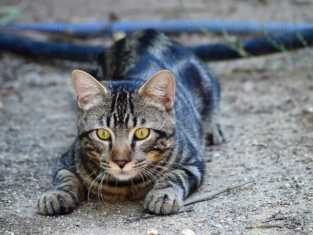 Что будет, если кошке или коту отрезать усы: последствия. Вырастут ли у кошки обрезанные усы?