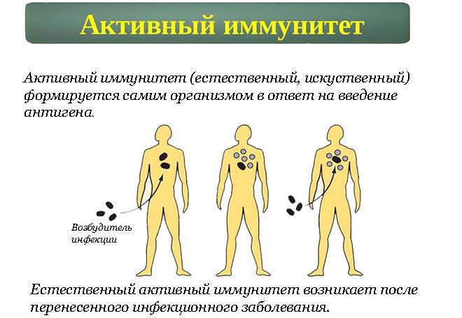 Активный иммунитет