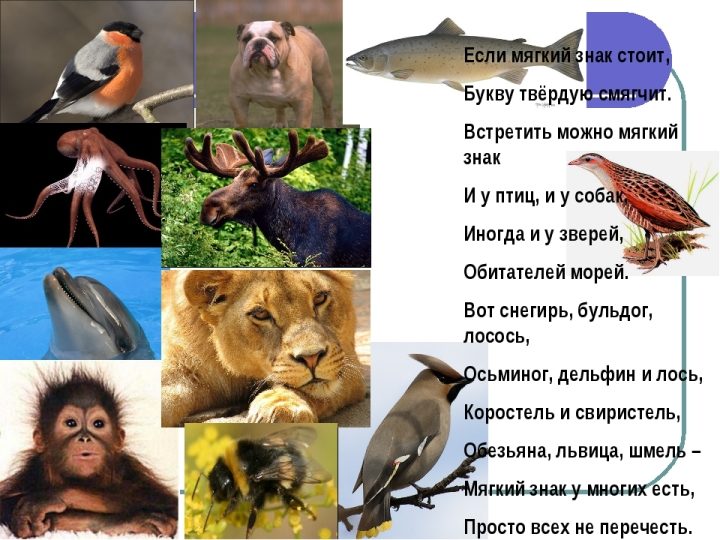 Название рыб с разделительным мягким знаком