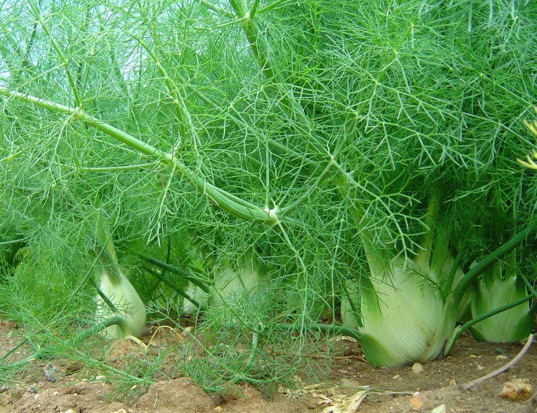 Кусты фенхеля