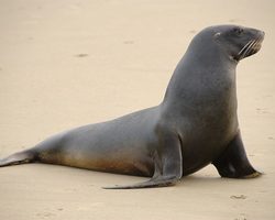Тюлень и морской котик: в чем между ними разница? Характерные отличительные черты морских котиков и тюленей