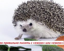 С «ежом» или с «ежем»: как правильно писать?