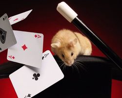 Топ-20 простых и интересных фокусов для начинающих: идеи для взрослых и детей