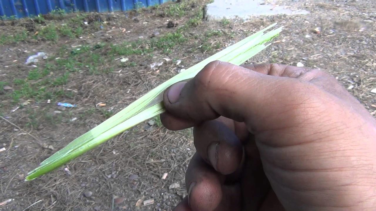 Свистюлька