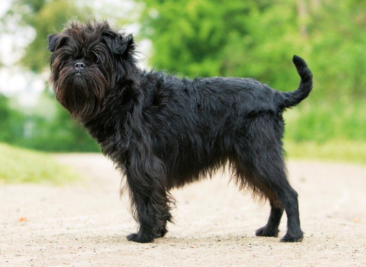 Черненький