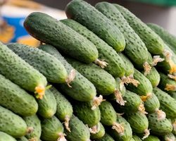 Как убрать горечь с огурцов? Причины появления и способы устранения горечи с огурцов