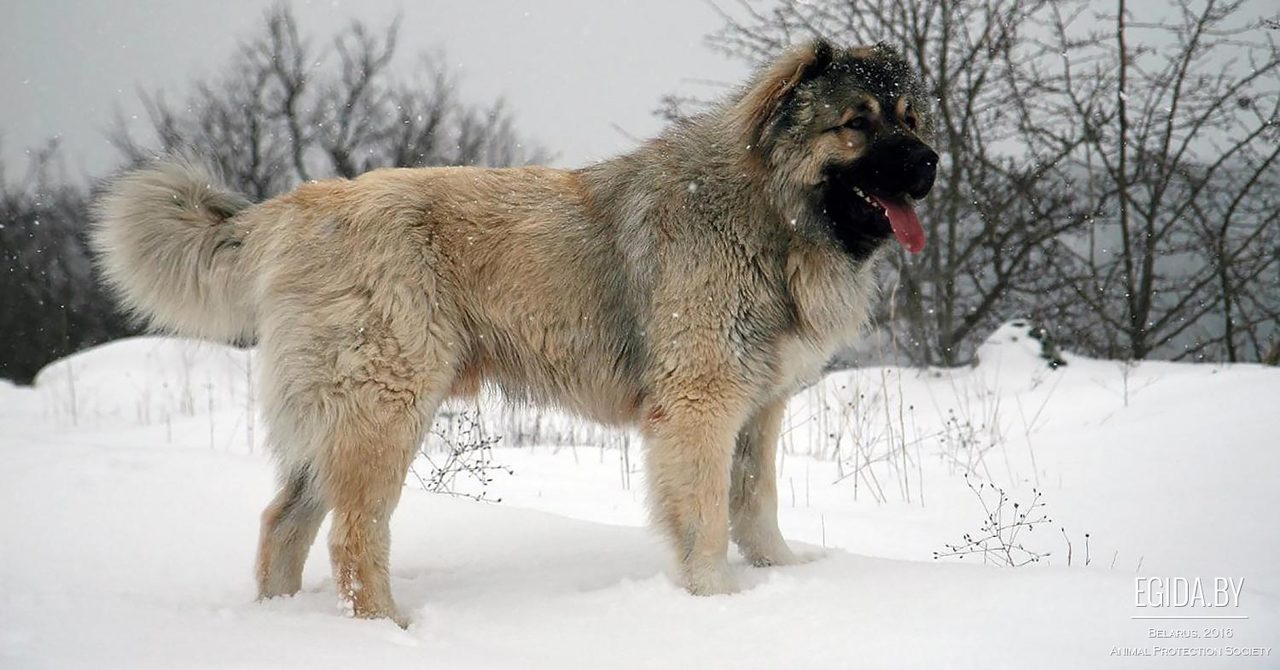 Кавказец