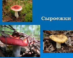Проверочное слово и происхождение слова «сыроежка»