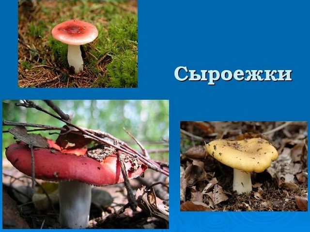 Проверочное слово и происхождение слова «сыроежка»