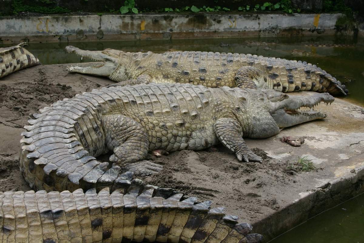 Крупнейший в южной америке